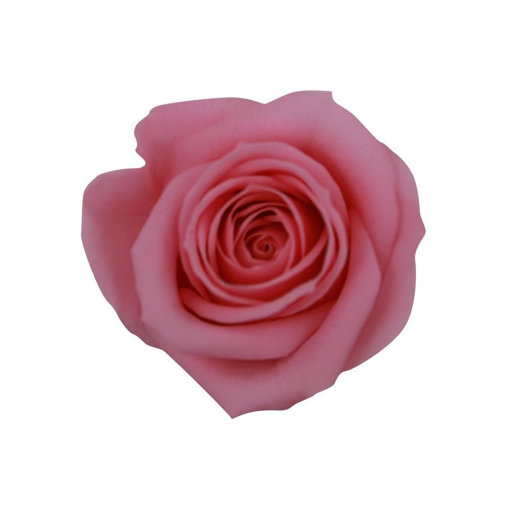 SCATOLA 12 ROSE MINI PINK PAST